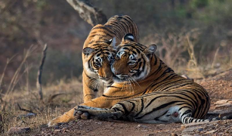 Ranthambore